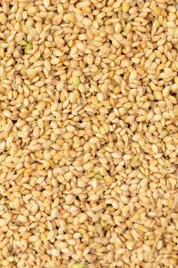 Çiğ pirinç hasadı, güneş ışığıyla bembeyaz pamuk kumaşla kaplanmış. İşlem fabrikasının dışında, parlatma işleminden önce, yakın plan, gerçek hayat, yaşam tarzı..