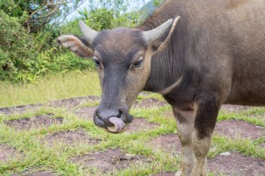 Taoyuan Vadisi 'nde çayır, Caoling Dağı' nın üzerindeki dağ patikasında taş bir merdivende yürüyen güzel bir Tayvan su bufalosu. Wankengtou.
