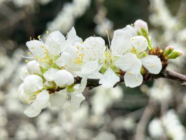 Güzel beyaz erik çiçeği baharda mavi gökyüzü arka planında çiçek açar..