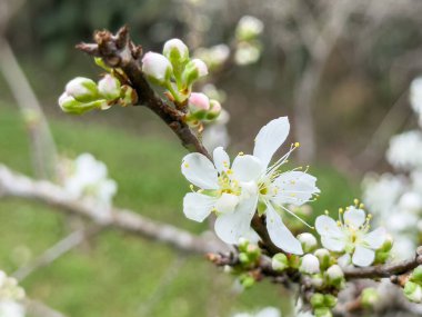 Güzel beyaz erik çiçeği baharda mavi gökyüzü arka planında çiçek açar..