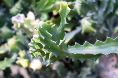 Keskin dikenler ve parlak yeşil saplar gösteren kaktüs bitkisi.