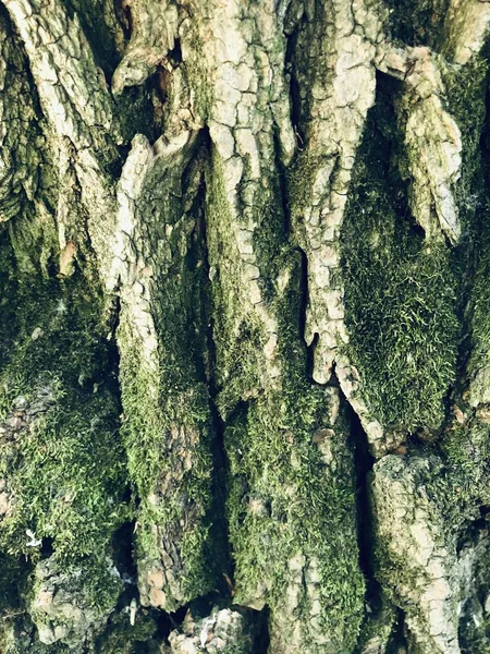 Mossy tree trunk view scene background, moss on tree trunk abstract image. Wood closeup photo in the ukrainian forest for web banner, natural green texture. Kiev, Ukraine, Summer June 2019
