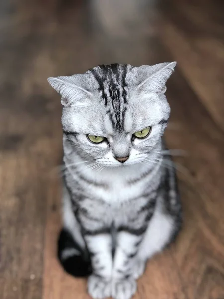 Gato Abreviação Americano Com Olhos Verdes Prata Tabby Kitty Sentar — Fotografia de Stock