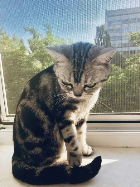 美国短毛猫坐在窗子上傻傻地看着她的爪子 夏天大自然的户外 银色塔比小猫动物宠物特写 — 图库照片