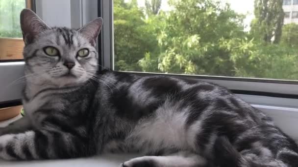 Симпатичная Американская Короткошерстная Кошка Спит Окне Глупый Большими Зелеными Глазами — стоковое видео