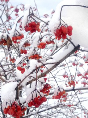 Kırmızı Viburnum ağacı Dalları guelder gül bitkisi. Parlak sulu kırmızı olgunlaşmış çilek kış bahçesinde karla kaplı. Şifalı meyve bitkileri
