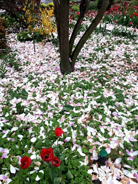 White Magnolia blown beautiful flower tree photo closeup. Blossom plant image. Leaves fall in garden. Petals lie on the ground, red tulips