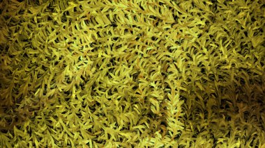 Koyu yeşil dokulu arka plan resmi