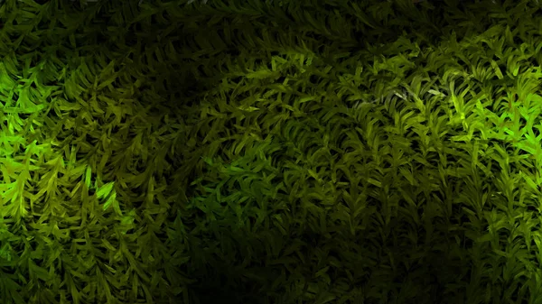 Green and Black Background Texture