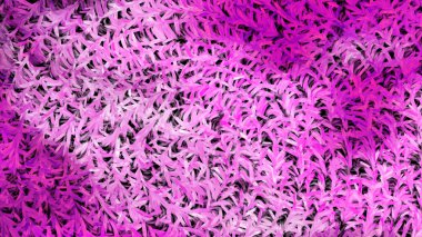 Mor ve Beyaz Doku Arka Plan Güzel zarif İllüstrasyon grafik sanat tasarımı