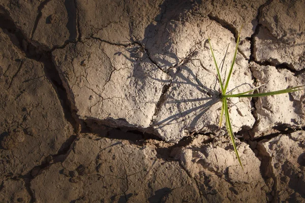 Drought. Dry lake. young shoot of plant through cracks. Dry frac