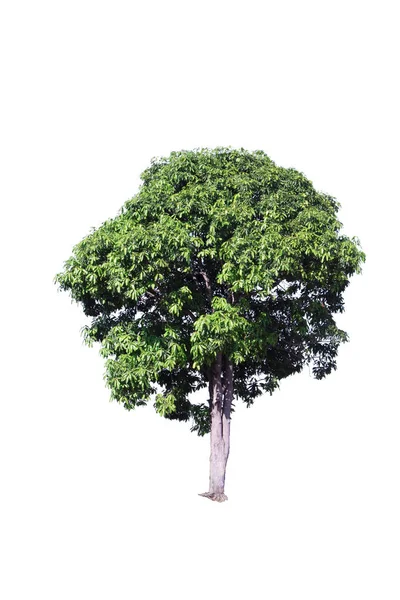 beyaz arka plan üzerinde izole ağaç ağacı,Doğal arti ile kullanılır