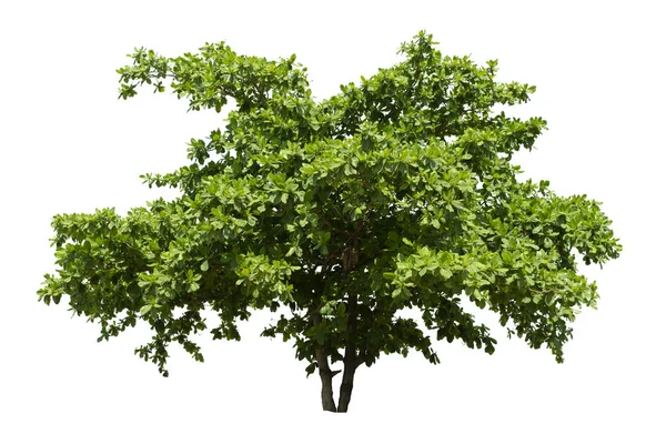 Verde; aislado; blanco; naturaleza; árbol; fondo; rama; natura — Foto de Stock