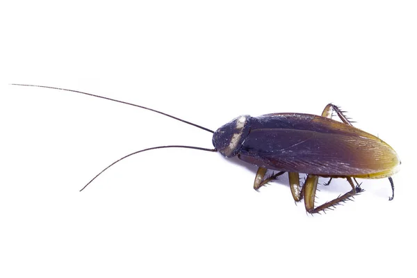  Beyaz arka planda hamamböceği