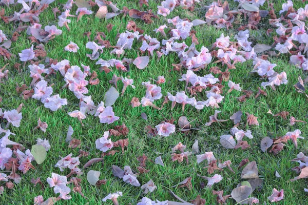 Pink flowers fall on green grass.