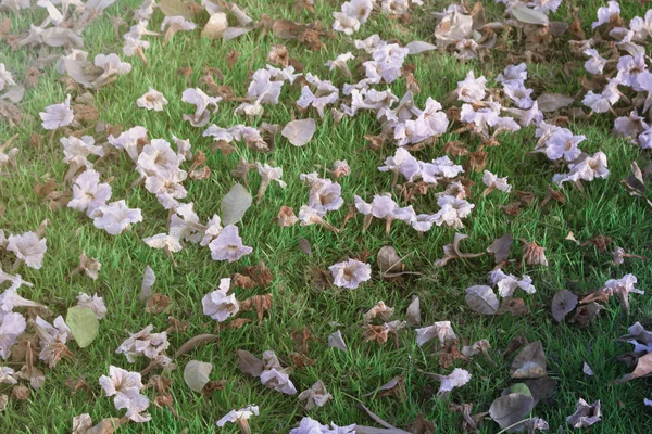 Pink flowers fall on the lawn.