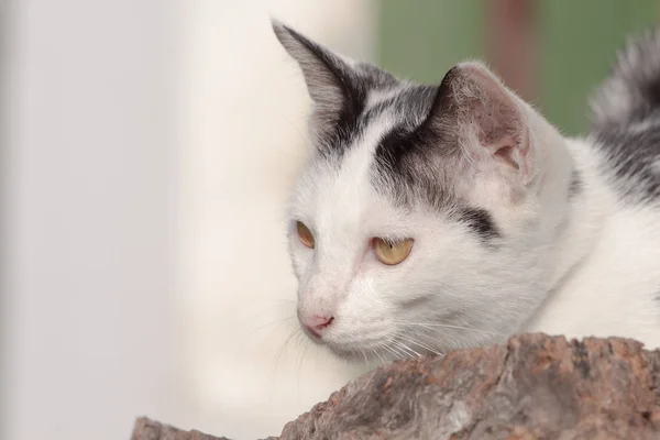 Entzückende Weiße Katze Mit Braunen Flecken Auf Einer Couch