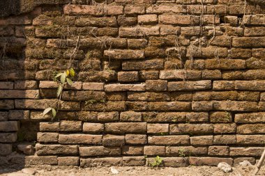 Brown brick wall and small tree.