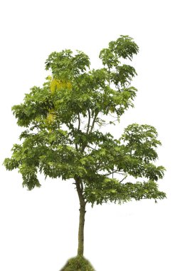 Royal tree on a white background.