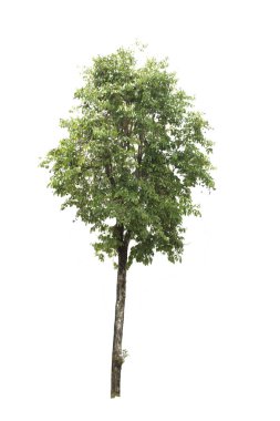 Beyaz arkaplanda izole edilmiş ağaç