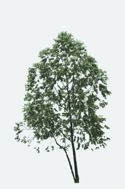 Beyaz arkaplanda izole edilmiş ağaç