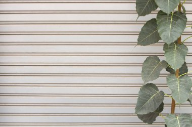 silindir metal kapı arka plan ile kutsal incir yaprağı