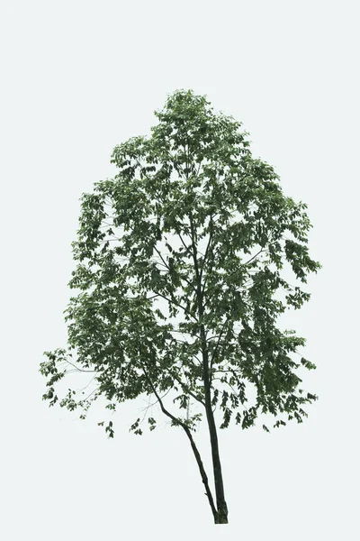 Beyaz arkaplanda izole edilmiş ağaç