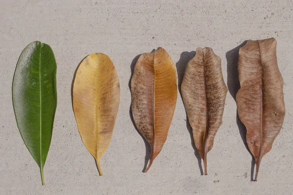 Different stages of life - green leaf with dried leaves