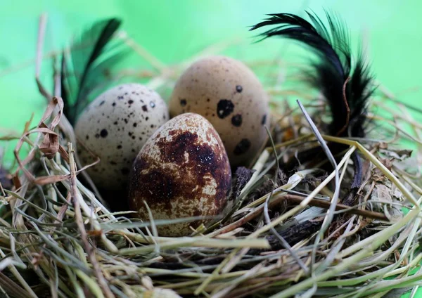 Nest with quail eggs and feathers on light green background. — Stock Photo, Image