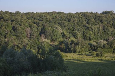 bulutlar olmadan mavi gökyüzü altında güneş tarafından yaktı bir tepede yaz ormanı