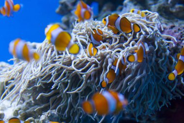 anemon çalılıklarda palyaço balık