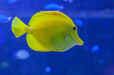 deniz suyunda yalnız kelebek balık