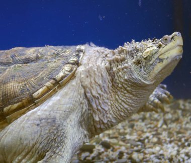 mavi su arka plan üzerinde deniz kaplumbağası