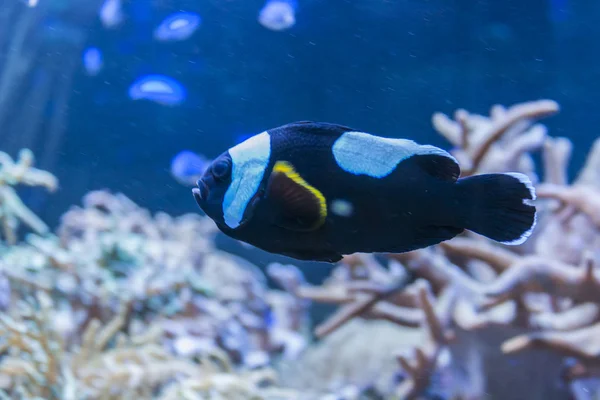 Amphiprion Polymnus Recifes Coral — Fotografia de Stock