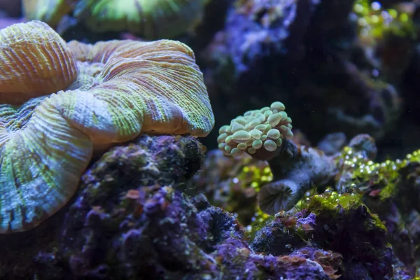 Korallrev Undervattensvärld — Stockfoto