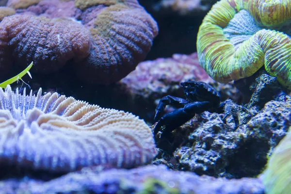 Caranguejo Preto Nas Moitas Coral — Fotografia de Stock