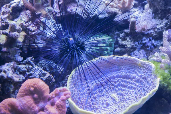 Taggig Sea Urchin Echinoidea Botten Havet Korallrev — Stockfoto