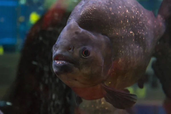 piranha in an aquarium with teeth front view
