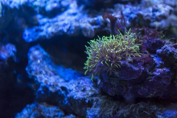 Anêmona Marinha Recifes Coral — Fotografia de Stock