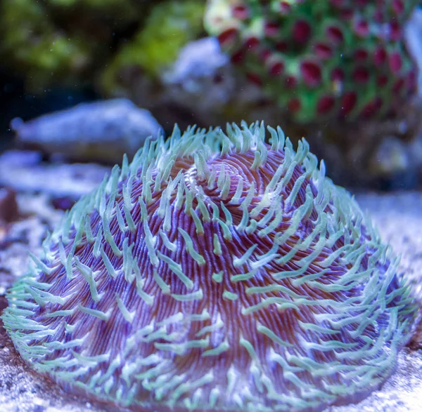 Fungiateller Koralle Auf Dem Sandigen Meeresboden Stockfoto