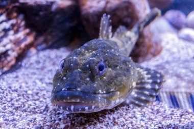 alt balık Myoxocephalus akrep kumlu bir alt üzerinde yatıyor