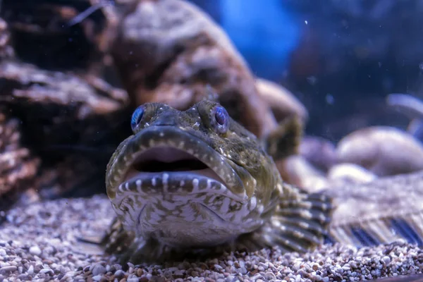 Peixe Fundo Myoxocephalus Scorpius Encontra Fundo Arenoso — Fotografia de Stock