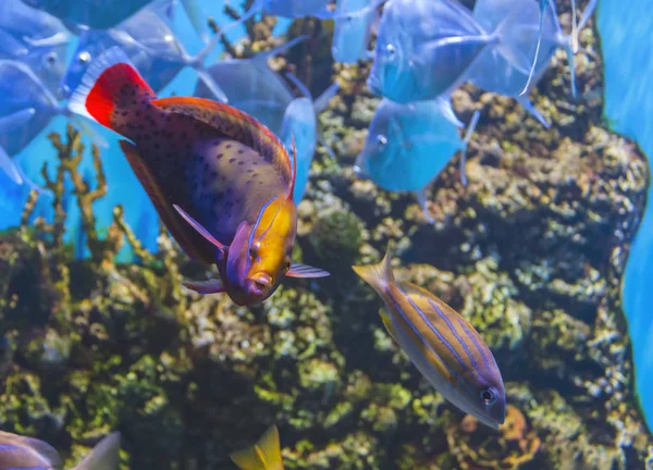 Peixes Tropicais Profundidade Fundo Pedras Com Algas — Fotografia de Stock