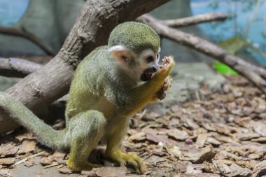  kapuçin maymunlar talaş içinde yere oturur ve pençesini yalar