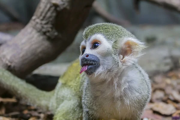 Retrato Macaco Prego Com Pedaço Maçã Boca — Fotografia de Stock