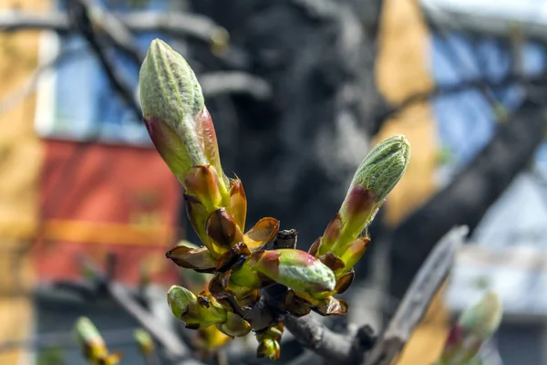 First Spring Buds Tree Middle Big City Spring — Stock Photo, Image