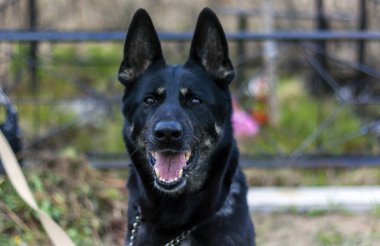 sıkı köpek çoban dili dışarı sıkışmış kameraya dikkatle bakıyor