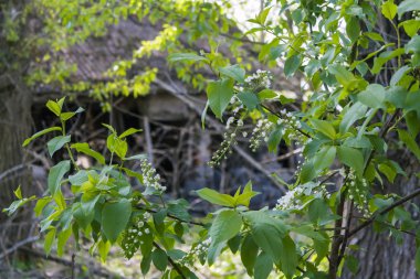 köyde eski bir evin kalıntılarının arka planda kuş kiraz çiçekleri