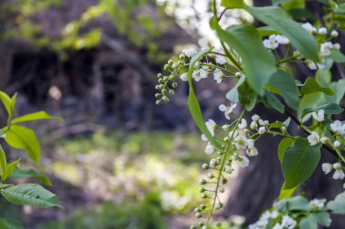 köyde eski bir evin kalıntılarının arka planda kuş kiraz çiçekleri