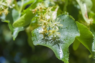 yeşil yaprakların arka planda ıhlamur çiçeği çiçeklenme yakın çekim
